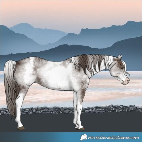 Horse Color:White Spotted Liver Chestnut