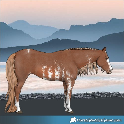 Horse Color:Chestnut Sabino Varnish