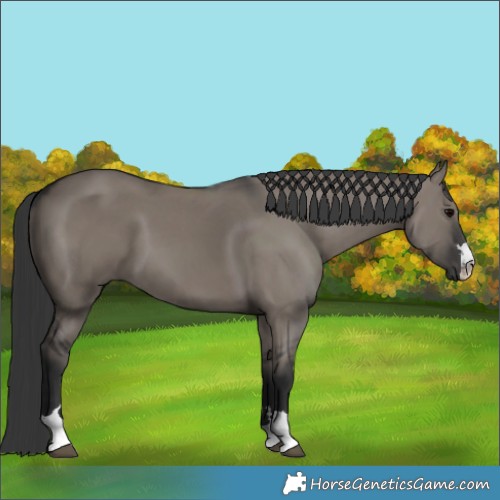 Horse Color:Grullo