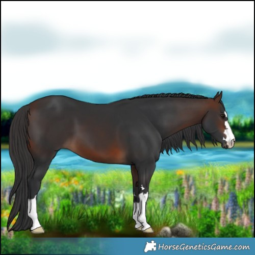 Horse Color:Brown 