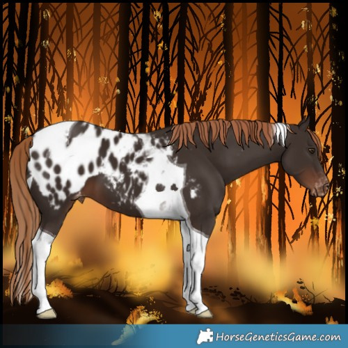 Horse Color:Liver Chestnut Tobiano Blanket