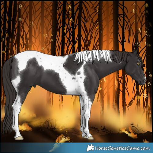 Horse Color:Liver Chestnut Tobiano 