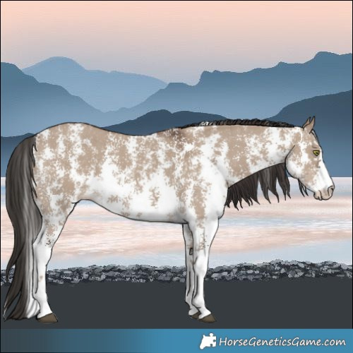 Horse Color:Liver Red Dun Sabino