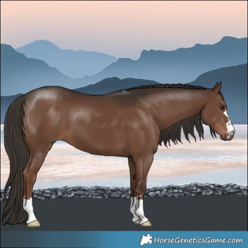 Horse Color:Liver Chestnut 