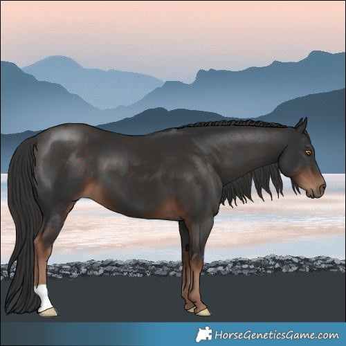 Horse Color:Liver Chestnut