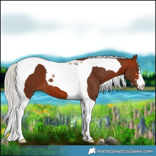 Horse Color:Silver Bay Tobiano