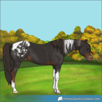 Horse Color:Liver Chestnut Tobiano Varnish