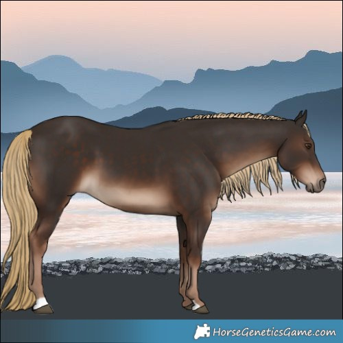 Horse Color:Liver Chestnut 