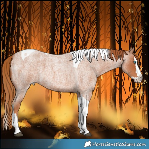 Horse Color:Red Roan Splash Tobiano 