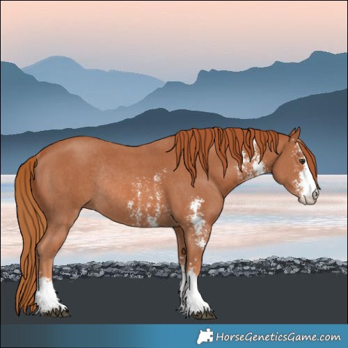 Horse Color:Chestnut Sabino Rabicano