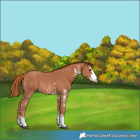 Horse Color:Chestnut Sabino Rabicano 