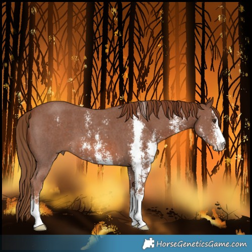 Horse Color:Chestnut Sabino 