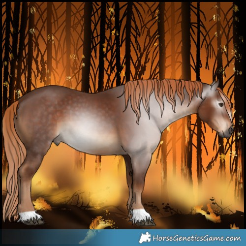 Horse Color:Gray Chestnut