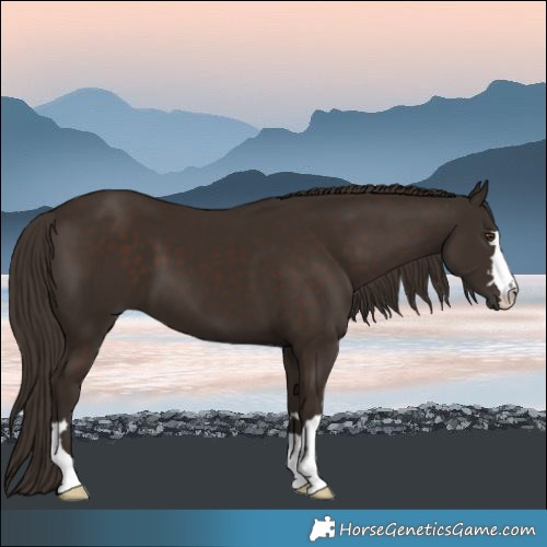 Horse Color:Liver Chestnut 