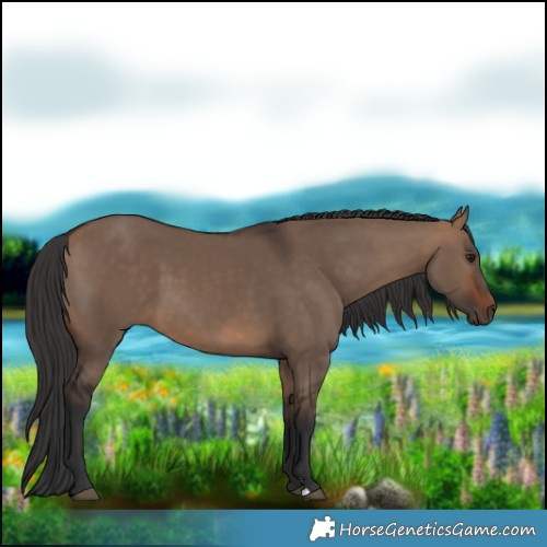 Horse Color:Brown Dun