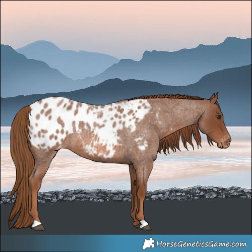 Horse Color:Red Roan Blanket