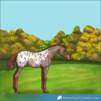 Horse Color:Red Roan Blanket 
