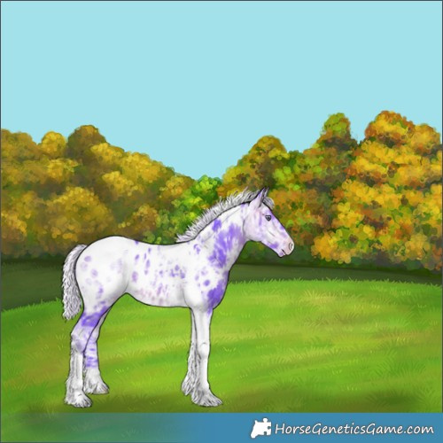 Horse Color:Watercolor White Spotted Silver Bay Chinchilla Ice Tobiano Appaloosa