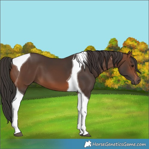 Horse Color:Brown Tobiano 