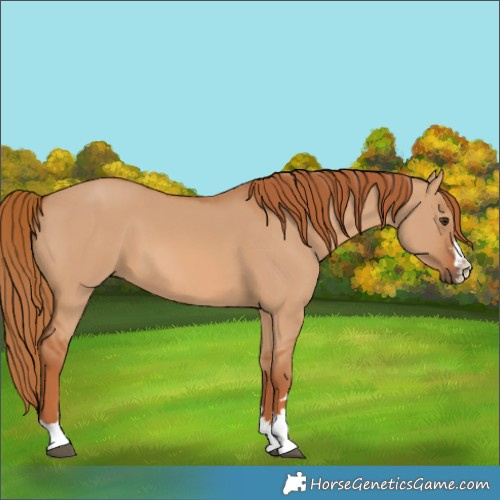 Horse Color:Red Dun 