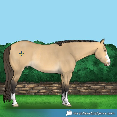 Horse Color:Buckskin Dun Rabicano