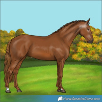 Horse Color:Gray Chestnut
