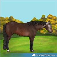 Horse Color:Gray Bay