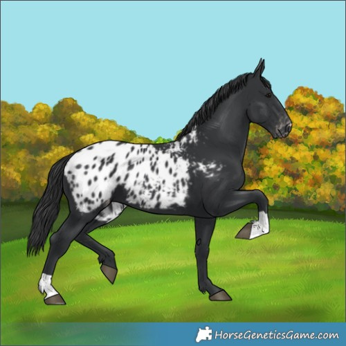 Horse Color:Black Blanket 