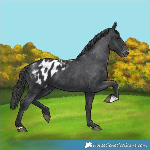 Horse Color:Black Blanket