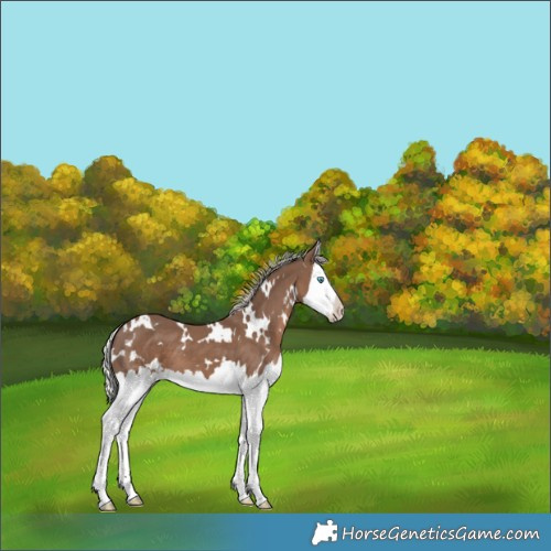 Horse Color:White Spotted Silver Black Splash 
