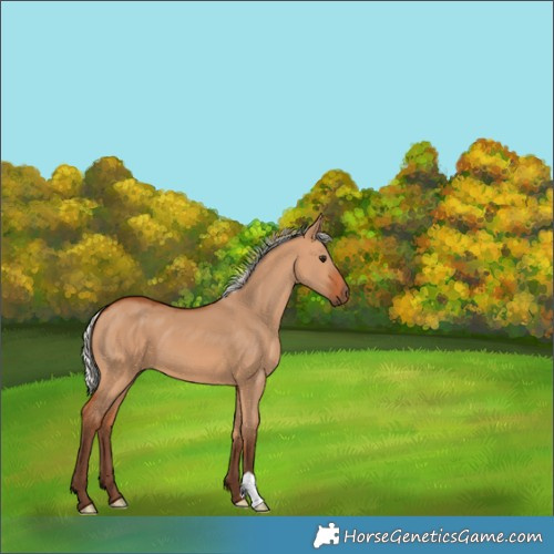 Horse Color:Silver Bay Dun 