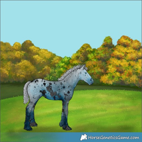 Horse Color:ERROR: UNKNOWN ANOMALY