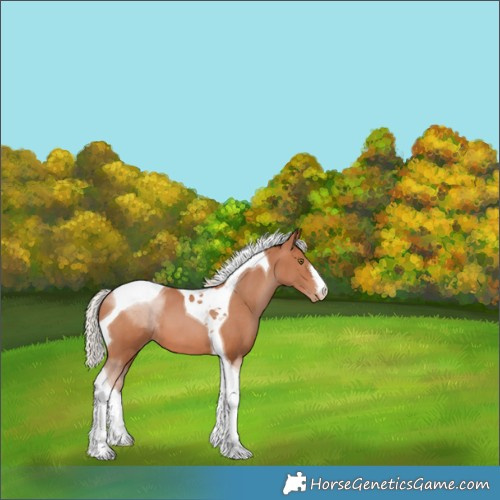 Horse Color:White Spotted Silver Brown Pearl Tobiano 