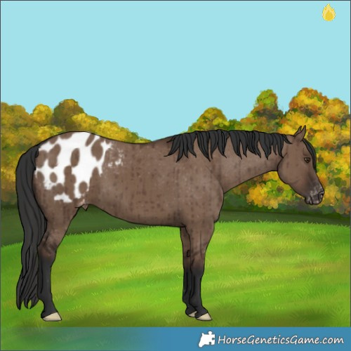 Horse Color:Liver Red Dun Appaloosa Brindle