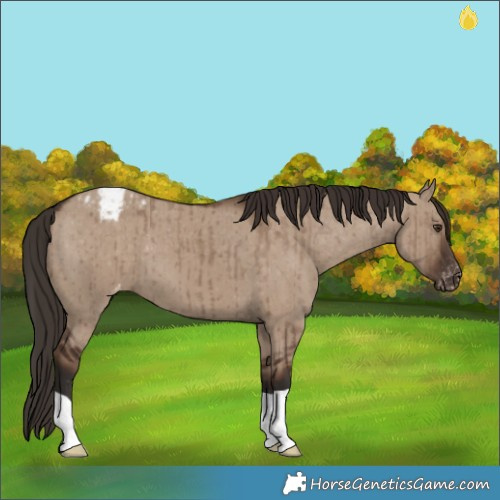 Horse Color:Liver Red Dun Appaloosa Brindle 