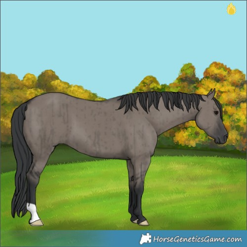 Horse Color:Grullo Brindle