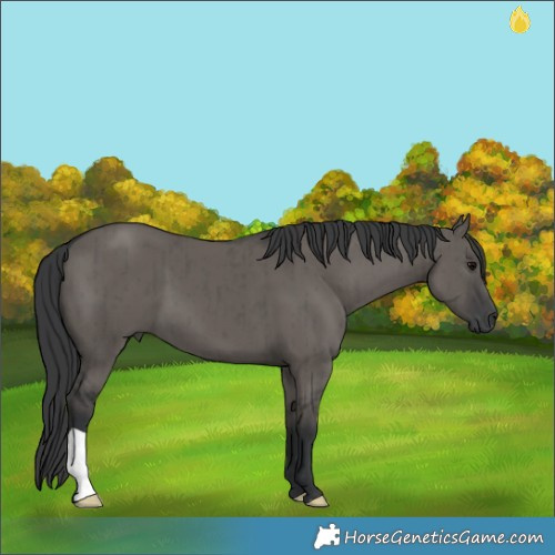 Horse Color:Grullo Brindle