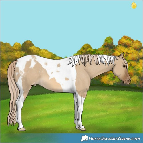 Horse Color:Chocolate Palomino Dun Tobiano Appaloosa