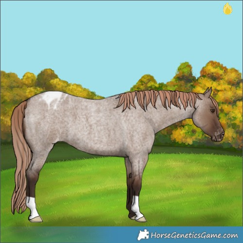 Horse Color:Liver Red Dun Roan Appaloosa 