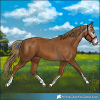 Horse Color:Gray Chestnut