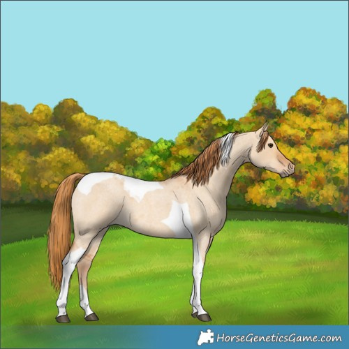Horse Color:Red Dun Roan Tobiano 