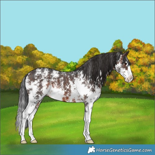 Horse Color:Brown Sabino Splash 