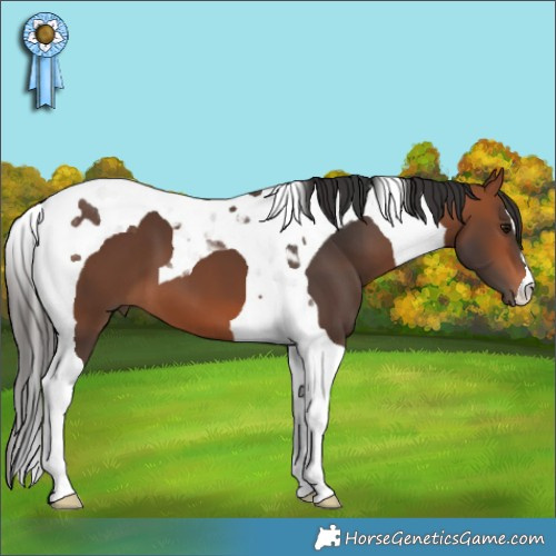 Horse Color:Bay Tobiano 