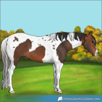 Horse Color:Bay Tobiano