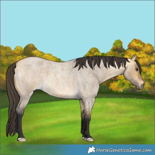 Horse Color:Buckskin Roan Dun 