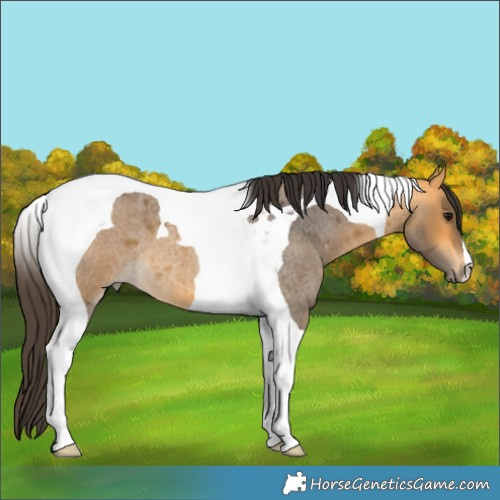 Horse Color:Buckskin Roan Tobiano