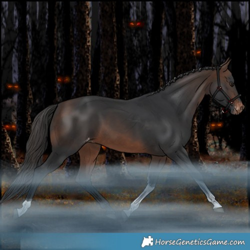 Horse Color:Brown Tobiano Appaloosa Rabicano 