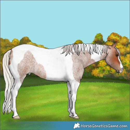 Horse Color:Silver Bay Roan Tobiano 