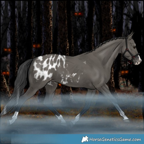 Horse Color:Grullo Splash Tobiano Appaloosa Rabicano 