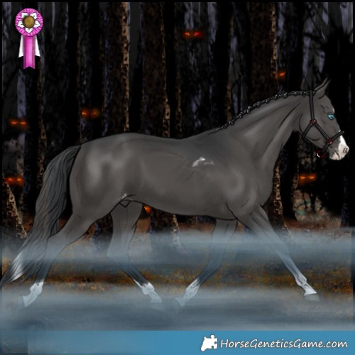 Horse Color:Black Splash Tobiano Appaloosa Rabicano 